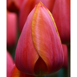 Тюльпан Ад Рем