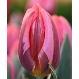 Тюльпан Претти Принцесс