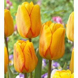 Тюльпан Блашинг Апелдорн