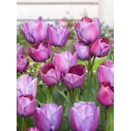 Тюльпан Блю Хэвен