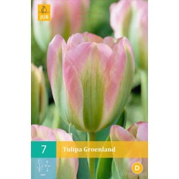 Тюльпан Грёнлэнд