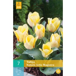 Тюльпан Натура Артис Магистра