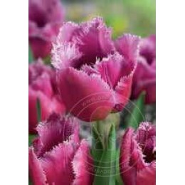 Тюльпан Лувр