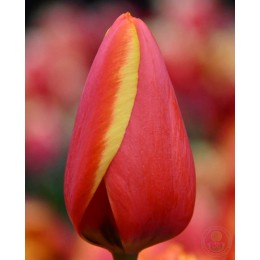 Тюльпан Ворлдс Фэйворит Дарвина