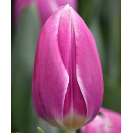 Тюльпан Синаеда Блю Триумф