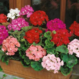 Пеларгония зональная