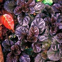 Живучка ползучая Блэк Скаллоп