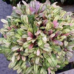 Живучка ползучая Дикси Чип