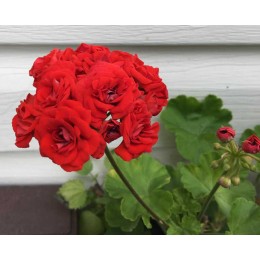 Пеларгония зональная Йоханна фран Сэттраби