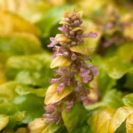 Живучка ползучая Голд Чанг