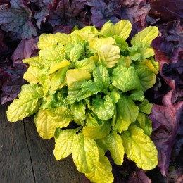 Живучка ползучая Голд Чанг