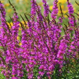 Дербенник ивоподобный Морден Пинк