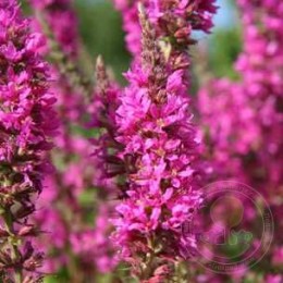 Дербенник ивоподобный Морден Пинк