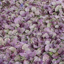 Живучка ползучая Шуга Плам