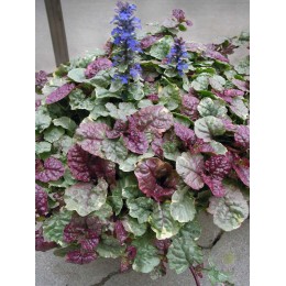 Живучка ползучая Шуга Плам