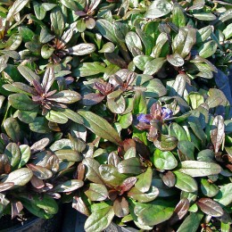 Живучка ползучая Мини Махагони