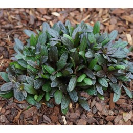 Живучка ползучая Мини Махагони