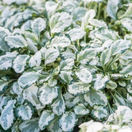 Живучка ползучая Принцесс Лея