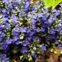 Живучка ползучая Принцесс Лея