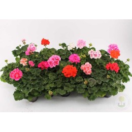 Пеларгония зональная