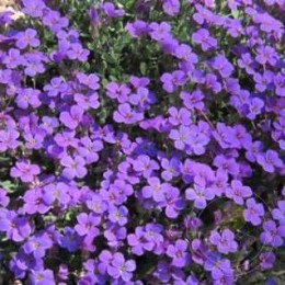 Обриета культурная Роял Виолет