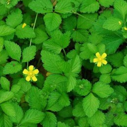 Дюшенея индийская