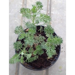 Полынь лечебная Кока Кола