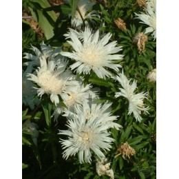 Стокезия гладкая Альба