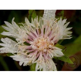 Стокезия гладкая Альба