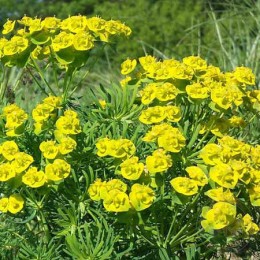 Молочай кипарисовый