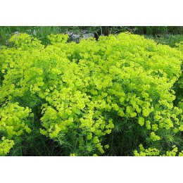 Молочай кипарисовый