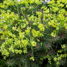 Молочай кипарисовый