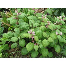 Яснотка орвала