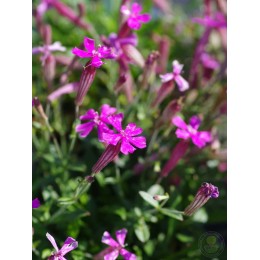 Смолёвка Шафта Спленденс