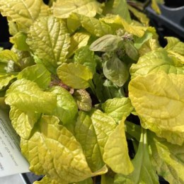 Живучка ползучая Фезеред Френдс Тропикал Тукан