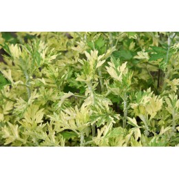 Полынь обыкновенная Жанлим