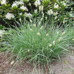 Сеслерия голубая