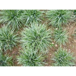 Сеслерия голубая