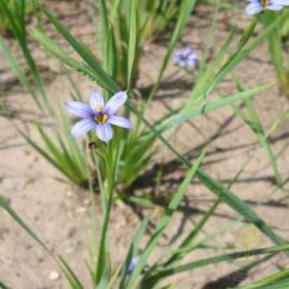 Сисиринхиум узколистный