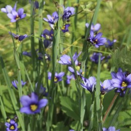 Сисиринхиум узколистный