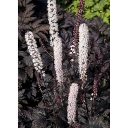 Цимицифуга / Актея ветвистая / Клопогон Чокохолик