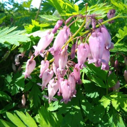 Дицентра красивая