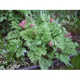 Дицентра красивая