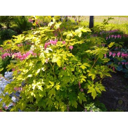 Дицентра великолепная Голд Харт