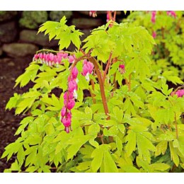 Дицентра великолепная Голд Харт