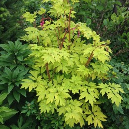 Дицентра великолепная Голд Харт