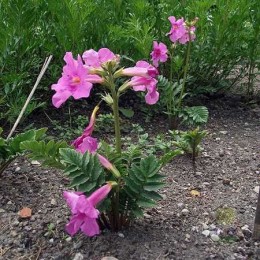 Инкарвиллея Делавея