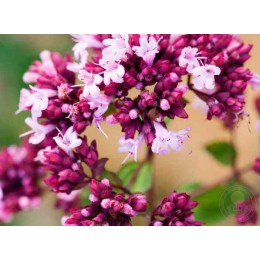 Душица Розенкуппель