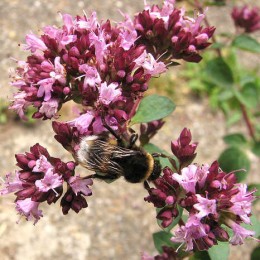 Душица Розенкуппель