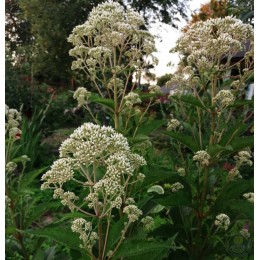 Посконник пятнистый Сноубол